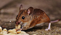 24 Hour & Emergency Exterminators in San Antonito, NM